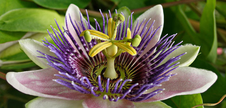 İlaçta passionflower uygulaması (fotoğraflı)