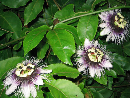 İlaçta passionflower uygulaması (fotoğraflı)