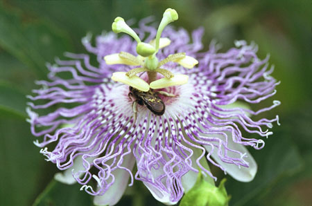 İlaçta passionflower uygulaması (fotoğraflı)