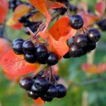 Chokeberry Ashberry'nin Özellikleri Chokeberry Ashberry'nin Özellikleri