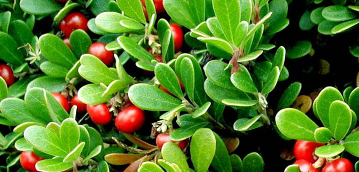 Bearberry: tıbbi özellikleri, uygulaması, fotoğrafı
