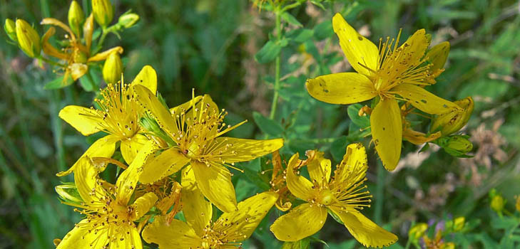 John's wort çimen: tıbbi özellikleri ve kontrendikasyonları