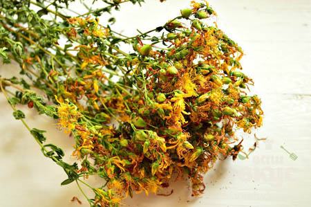 John's wort çimen: tıbbi özellikleri ve kontrendikasyonları