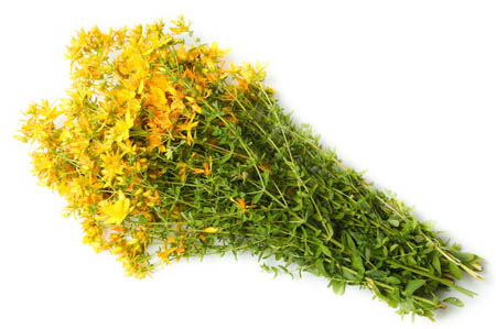 John's wort çimen: tıbbi özellikleri ve kontrendikasyonları